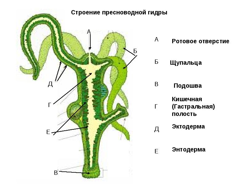 Kraken darknet официальный сайт